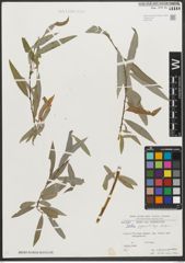 Foto von Salix pycnostachya Andersson